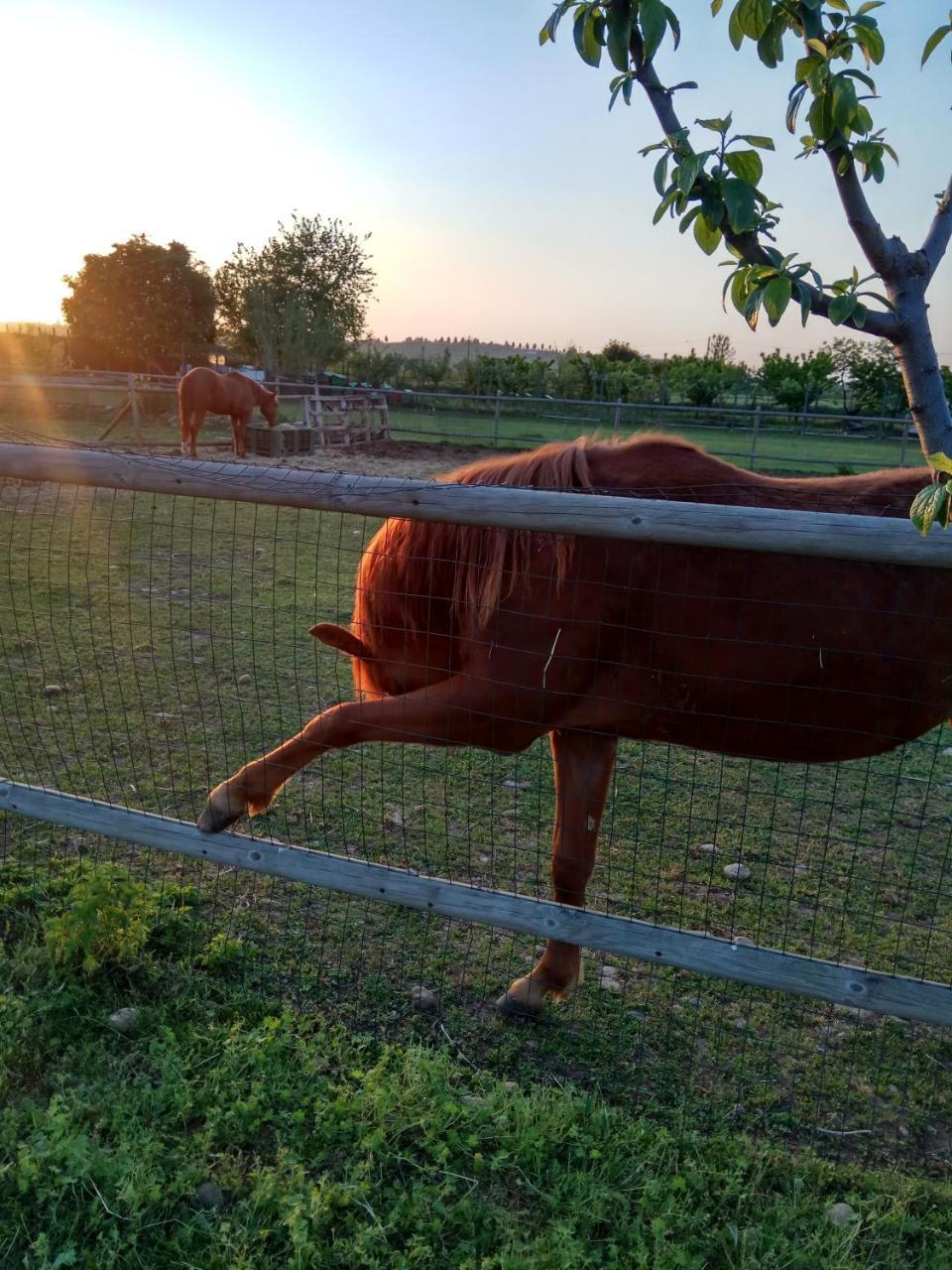 מלון וילה פרנקה די ורונה La Siesta מראה חיצוני תמונה